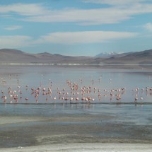 Flamingos everywhere